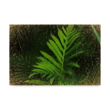 Anthony Paladino 'Liquid Pencil Drawing Green Ferns' Canvas Art,16x24